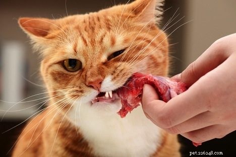 Essential Cat Health Tips: Feed the Right Diet for Optimal Wellness