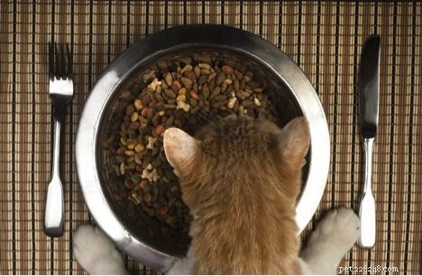 Essential Cat Health Tips: Feed the Right Diet for Optimal Wellness