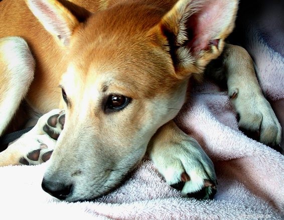 How to Ease Your Pet s Back‑to‑School Separation Anxiety