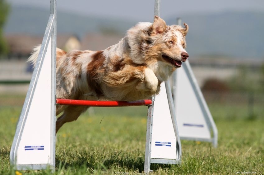 Mastering Canine Agility: A Beginner’s Guide