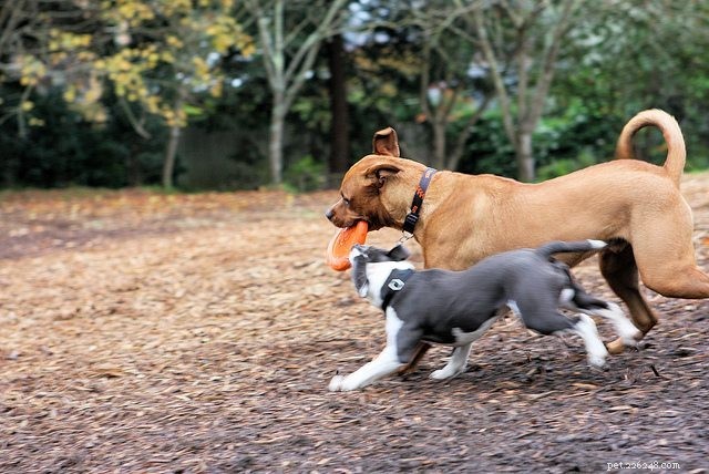 Essential Rules for a Safe & Enjoyable Dog Park Experience