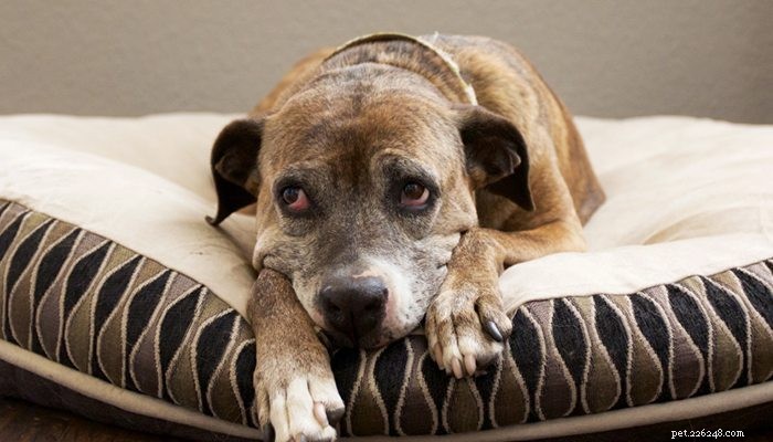 Boswellia for Pets: Natural Relief from Arthritis and Pain
