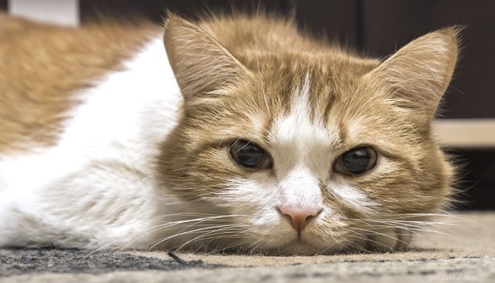 Expert Guide to Pet Hospice Care: Compassionate End‑of‑Life Options for Your Furry Friends