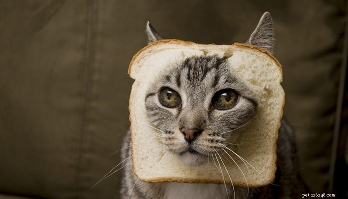 Preventing Cat Hairballs: Simple Tips for a Cleaner Home