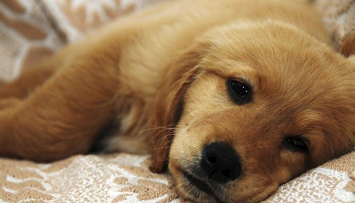 Do Dogs Contract Ebola? Understanding the Risks