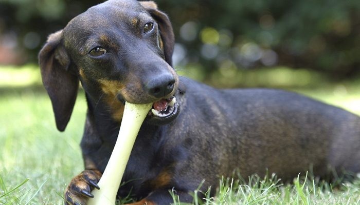 Are Dog Bones Safe Treats? What You Need to Know