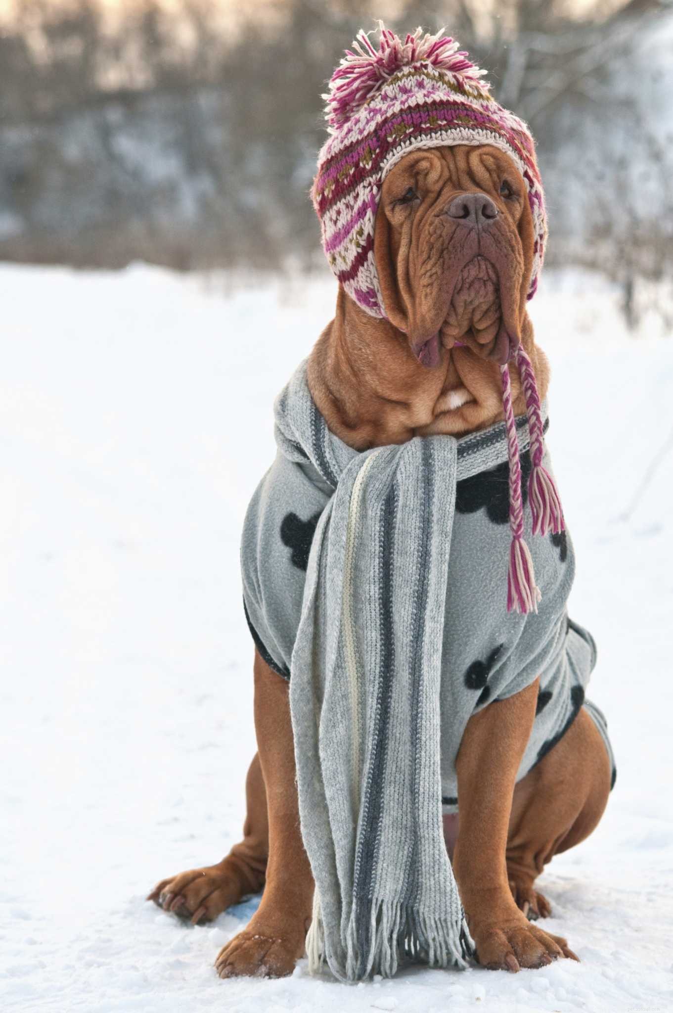 Health Challenges for Large Dog Breeds: What Owners Need to Know