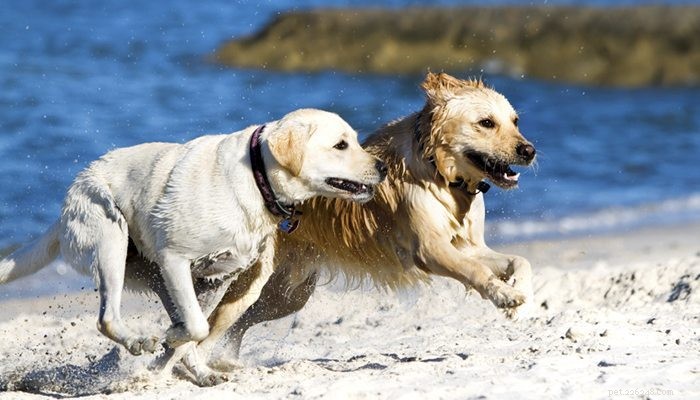 Elbow Dysplasia in Large Breed Dogs: Causes, Symptoms, and Management