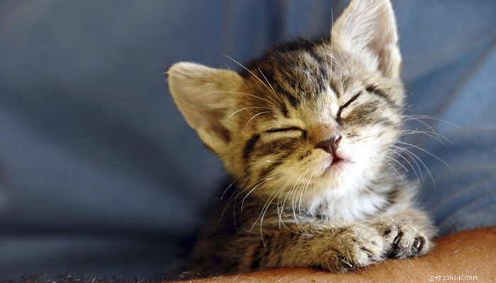 5 Essential Safety Tips to Protect Your Cat