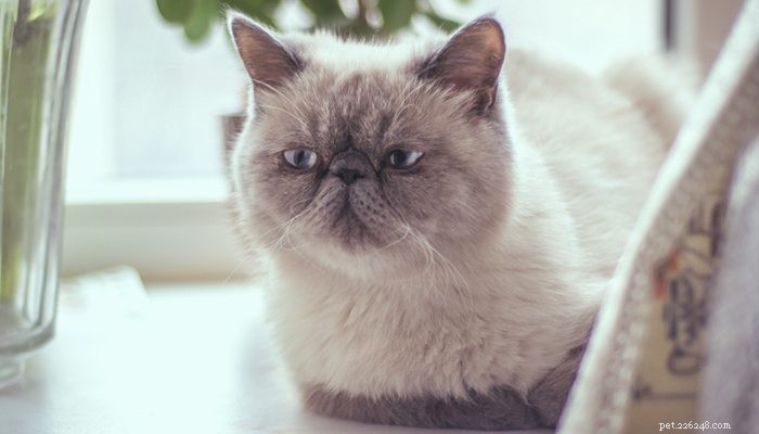 Is Your Pet Experiencing Depression? Key Signs & How to Help