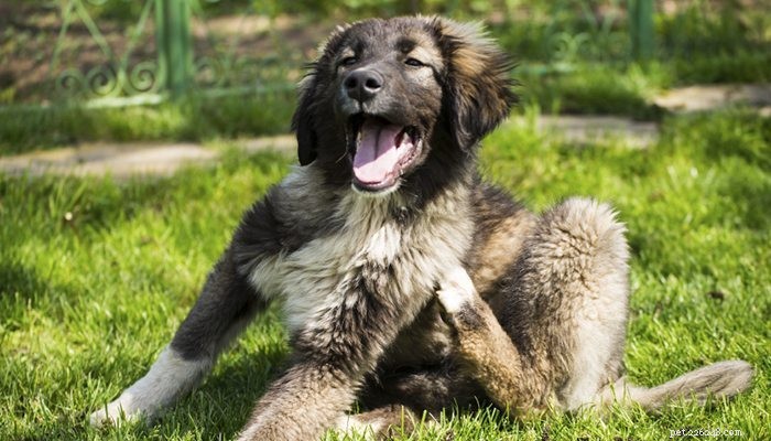 Preventing and Treating Your Dog’s Summer Skin Irritations