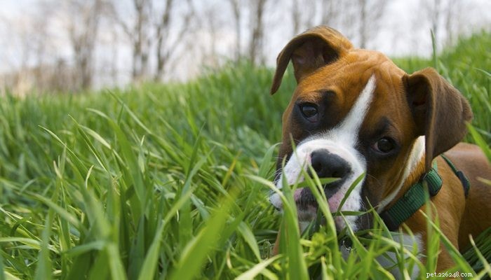 Essential Dog Summer Safety Tips: Keep Your Pet Cool & Healthy