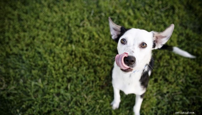 Understanding Your Dog’s Persistent Licking: Causes & Solutions