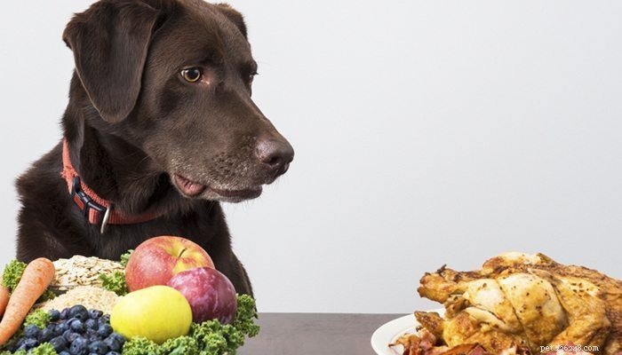 Protect Your Pet from Everyday Toxins: A Practical Guide
