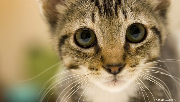 The Impact of Cat Ownership on Mental Health: What You Need to Know