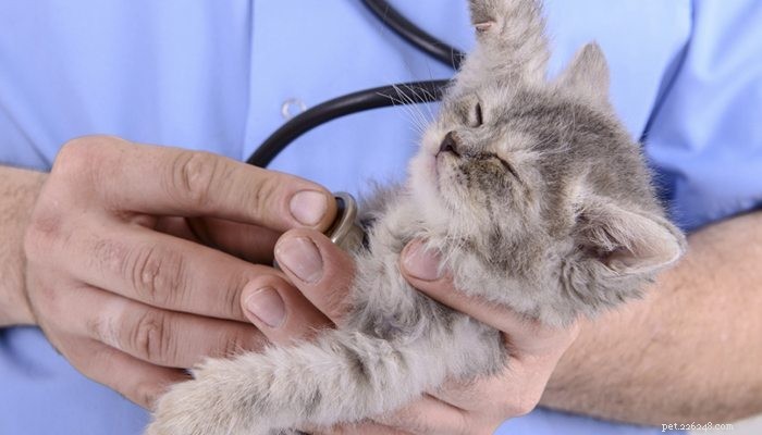 How to Select Essential Preventative Care for Your Pets