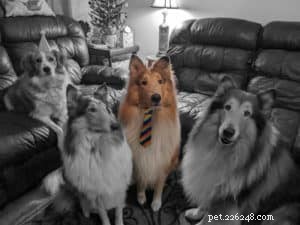 Vakaa: The Rough Collie Mobility Service Dog Championing Independence