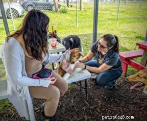 Vakaa: The Rough Collie Mobility Service Dog Championing Independence