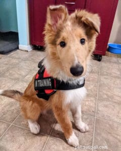 Vakaa: The Rough Collie Mobility Service Dog Championing Independence
