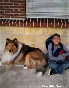 Vakaa: The Rough Collie Mobility Service Dog Championing Independence