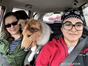 Vakaa: The Rough Collie Mobility Service Dog Championing Independence