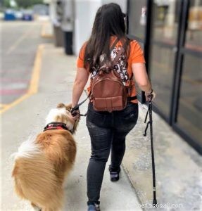 Vakaa: The Rough Collie Mobility Service Dog Championing Independence