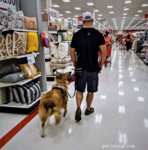 Vakaa: The Rough Collie Mobility Service Dog Championing Independence
