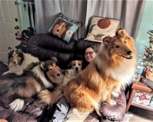 Vakaa: The Rough Collie Mobility Service Dog Championing Independence