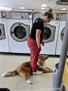 Vakaa: The Rough Collie Mobility Service Dog Championing Independence