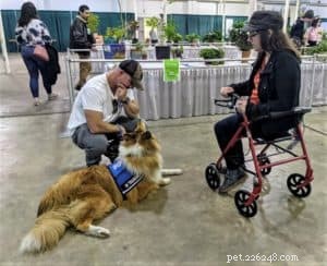 Vakaa: The Rough Collie Mobility Service Dog Championing Independence