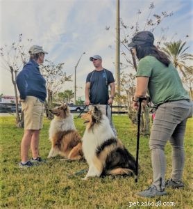 Vakaa: The Rough Collie Mobility Service Dog Championing Independence