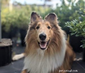 Vakaa: The Rough Collie Mobility Service Dog Championing Independence