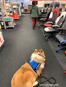 Vakaa: The Rough Collie Mobility Service Dog Championing Independence