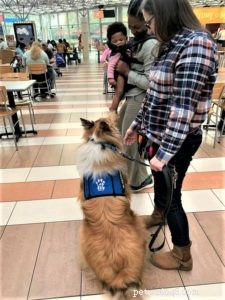 Vakaa: The Rough Collie Mobility Service Dog Championing Independence