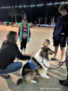 Vakaa: The Rough Collie Mobility Service Dog Championing Independence