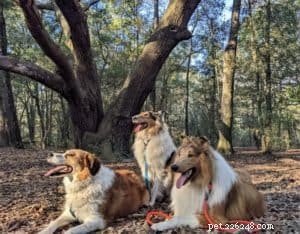 Vakaa: The Rough Collie Mobility Service Dog Championing Independence