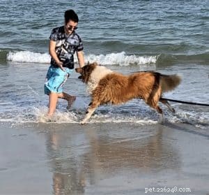Vakaa: The Rough Collie Mobility Service Dog Championing Independence