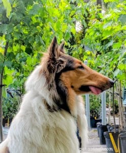 Do Dogs Experience Developmental Delays? Insights into Canine Behavioral Disorders