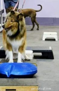 Do Dogs Experience Developmental Delays? Insights into Canine Behavioral Disorders