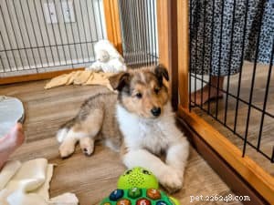 Do Dogs Experience Developmental Delays? Insights into Canine Behavioral Disorders