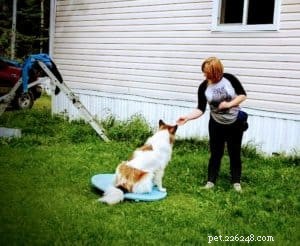Do Dogs Experience Developmental Delays? Insights into Canine Behavioral Disorders