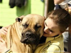 Do Dogs Experience Developmental Delays? Insights into Canine Behavioral Disorders