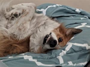 Do Dogs Experience Developmental Delays? Insights into Canine Behavioral Disorders