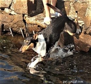 Do Collies Enjoy Swimming? Insights from 600+ Owner Responses