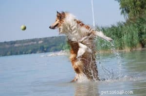 Do Collies Enjoy Swimming? Insights from 600+ Owner Responses