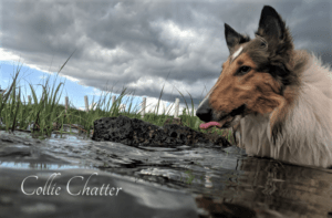 Do Collies Enjoy Swimming? Insights from 600+ Owner Responses