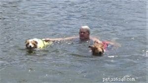Do Collies Enjoy Swimming? Insights from 600+ Owner Responses