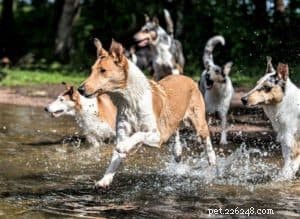 Do Collies Enjoy Swimming? Insights from 600+ Owner Responses
