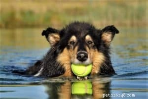 Do Collies Enjoy Swimming? Insights from 600+ Owner Responses
