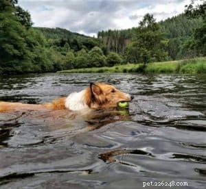 Do Collies Enjoy Swimming? Insights from 600+ Owner Responses